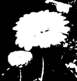 Links: Originalbild. Mitte: der gewählte Kanal. Rechts: der Ebenendialog.